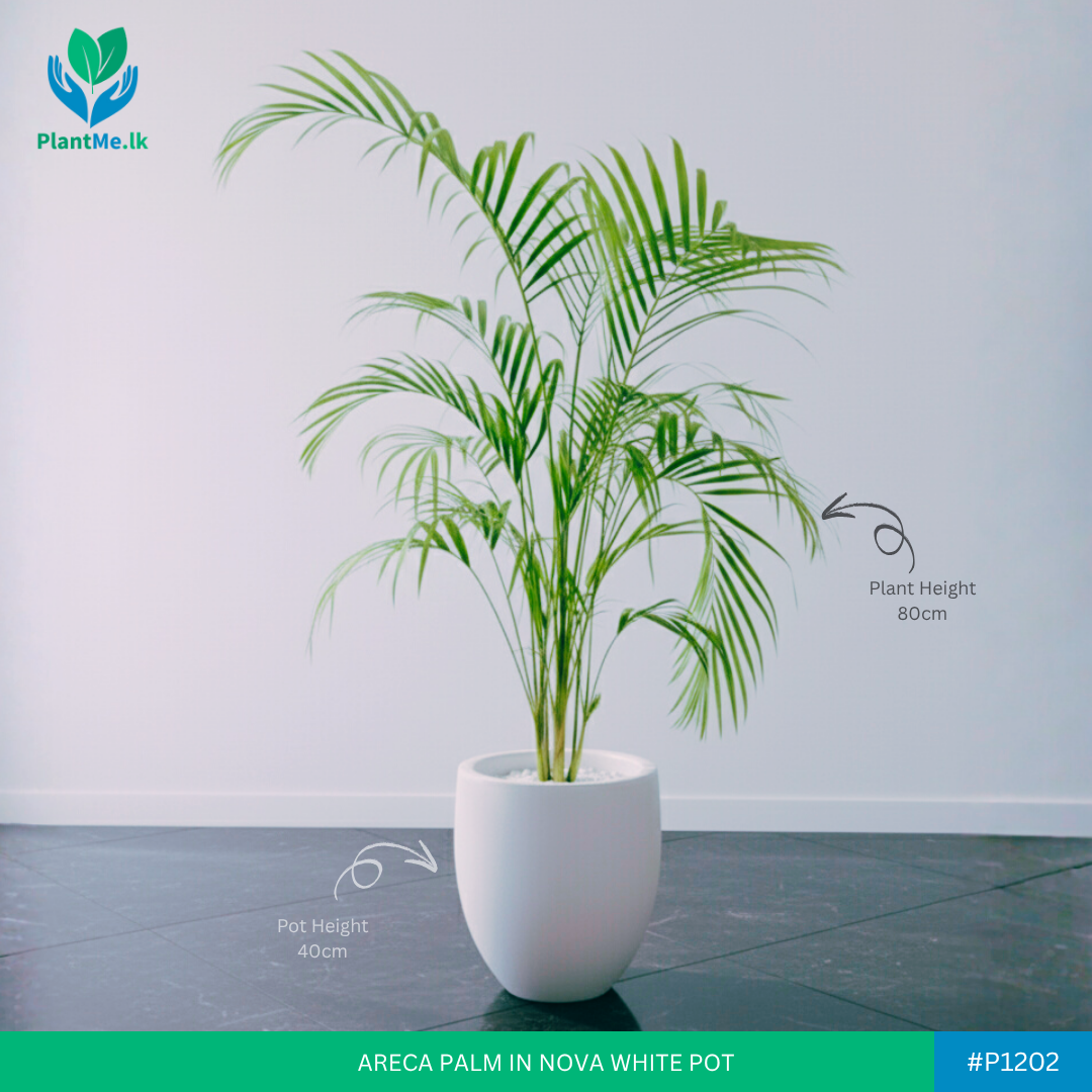 Areca Palm in Premium Nova Pot - Image 2