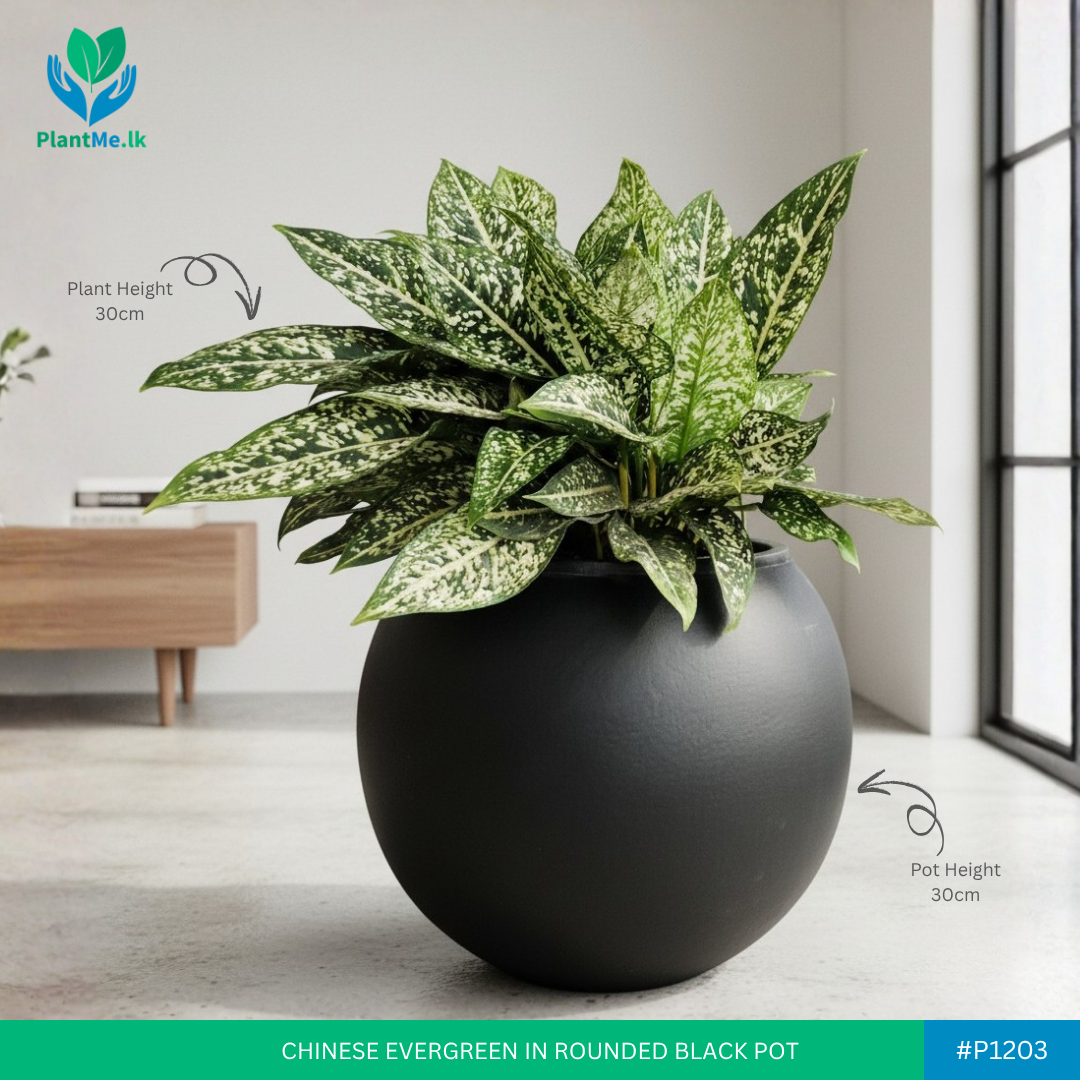 Chinese Evergreen in Premium Rounded Pot - Image 2