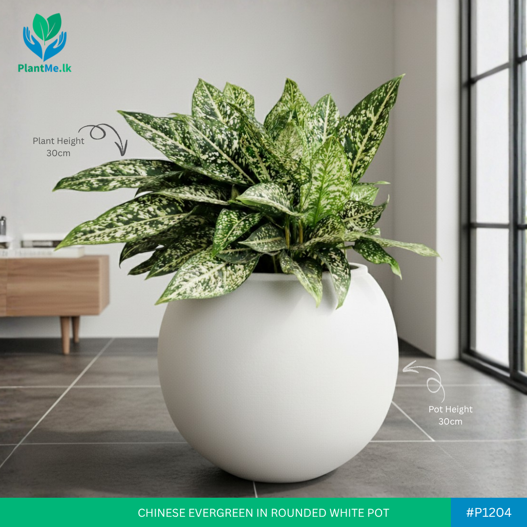 Chinese Evergreen in Premium Rounded Pot