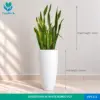 Sansevieria in Bongo Shaped White Pot (Snake Plant)