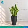 Sansevieria in Bongo Shaped Black Pot (Snake Plant)