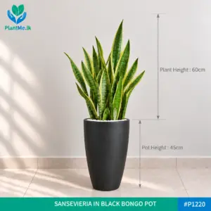 Sansevieria in Bongo Shaped Black Pot (Snake Plant)