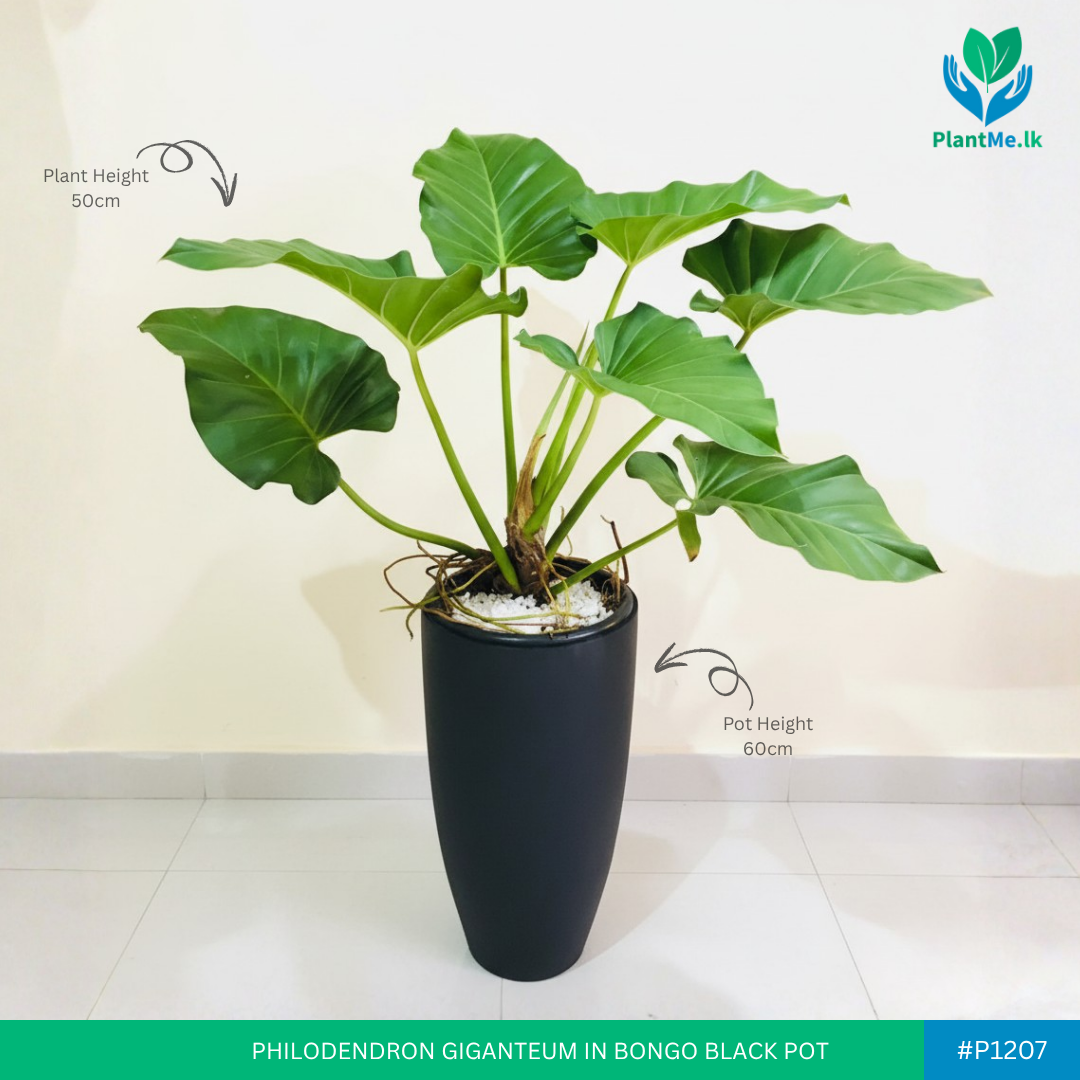 Philodendron Giganteum in Premium Bongo Pot - Image 2