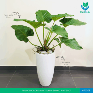 Philodendron Giganteum in Premium Bongo Pot