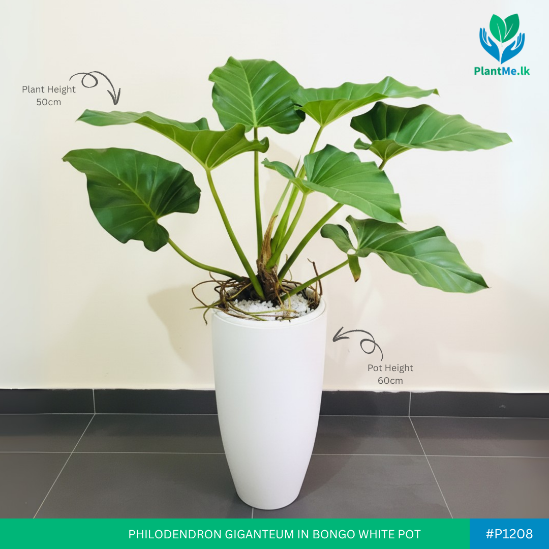 Philodendron Giganteum in Premium Bongo Pot
