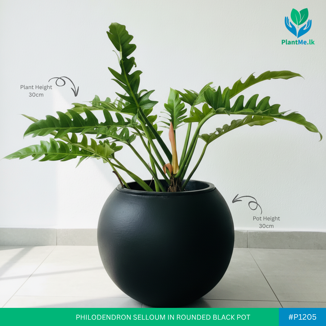 Philodendron Selloumin Premium Rounded Pot - Image 2