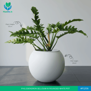 Philodendron Selloumin Premium Rounded Pot