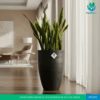 Sansevieria in Bongo Shaped Black Pot (Snake Plant)
