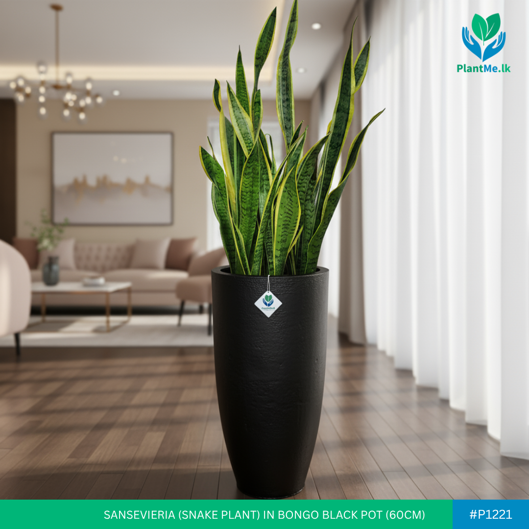 Sansevieria in Bongo Shaped Black Pot (Snake Plant) - Image 2