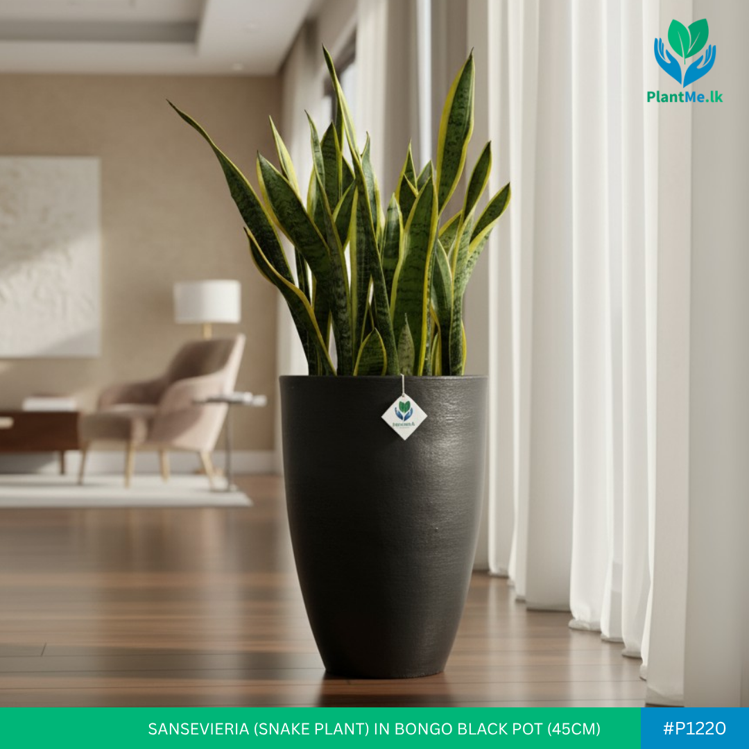 Sansevieria in Bongo Shaped Black Pot (Snake Plant)