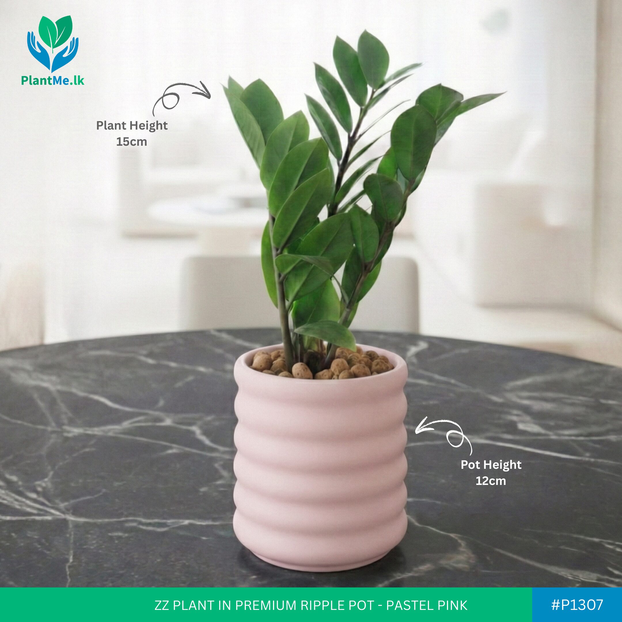 ZZ Plant in Premium Ripple Pot - Image 5