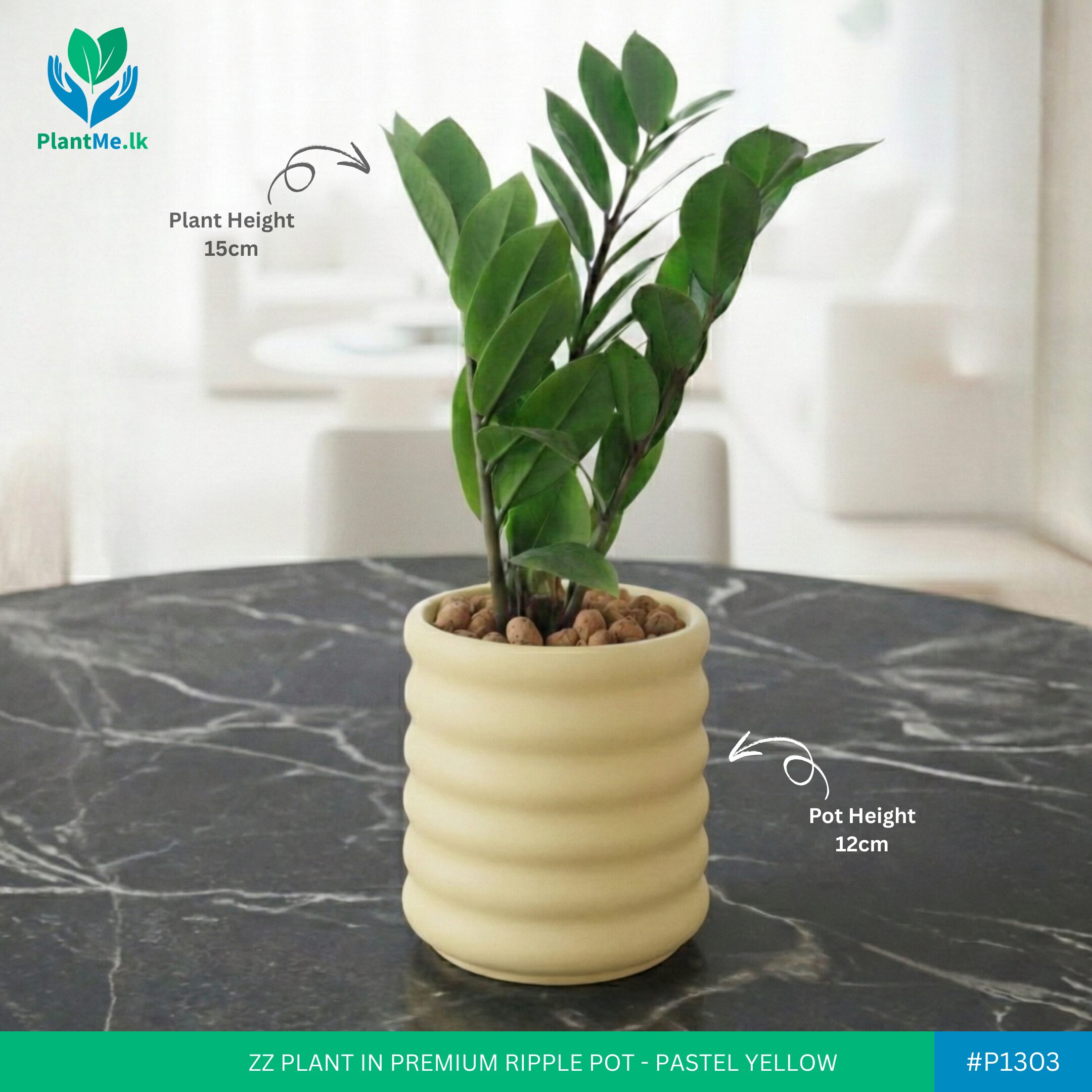 ZZ Plant in Premium Ripple Pot - Image 3