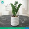 ZZ Plant in Premium Ripple Pot
