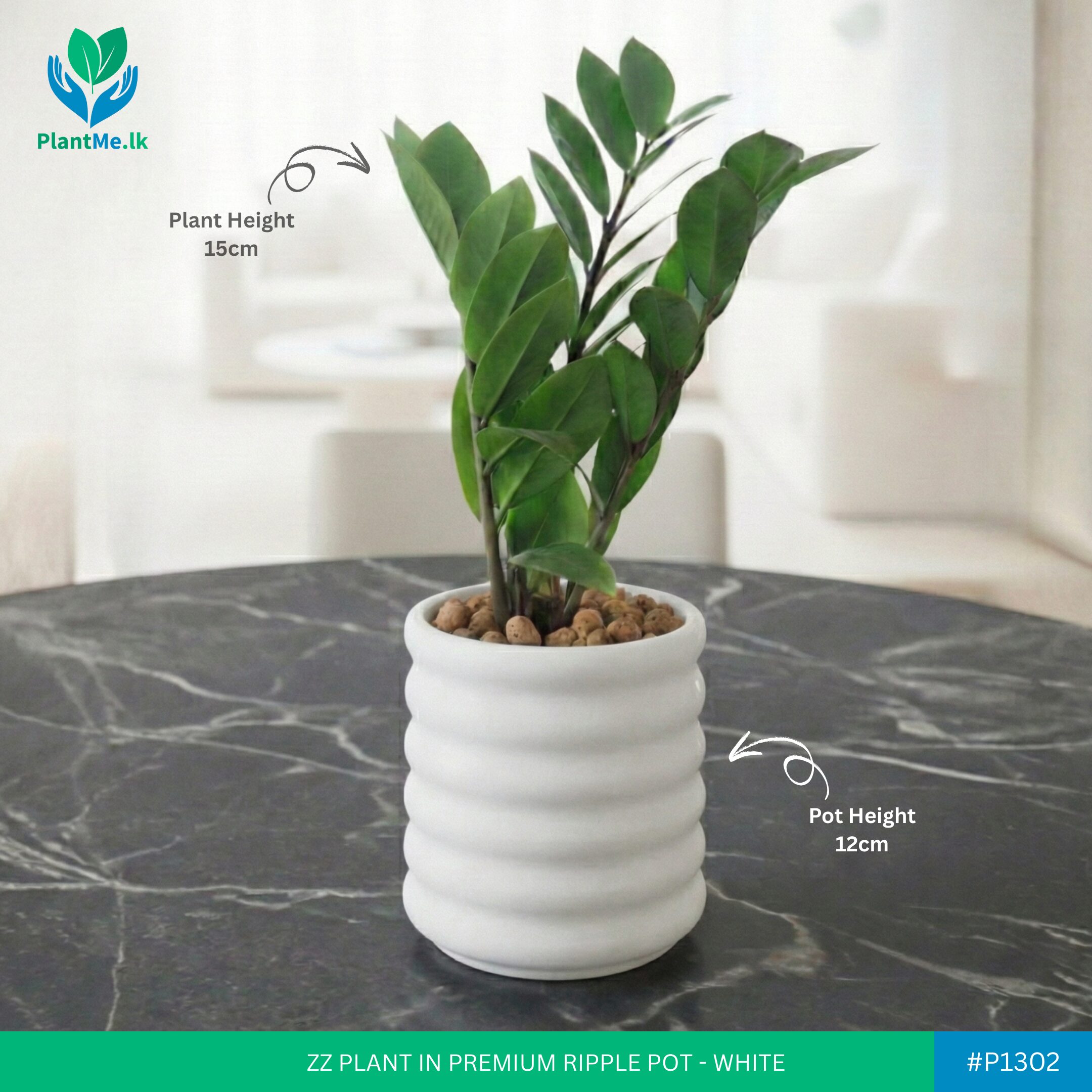ZZ Plant in Premium Ripple Pot