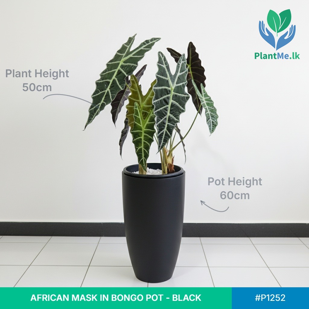 African Mask in Premium Bongo Pot - Image 2