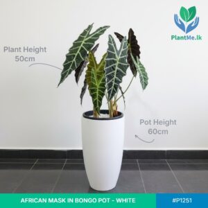 African Mask in Premium Bongo Pot