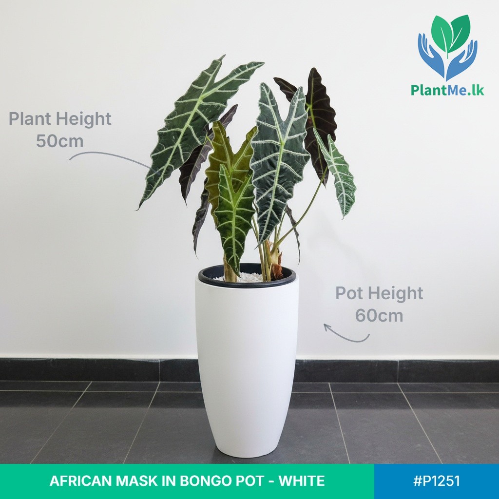 African Mask in Premium Bongo Pot