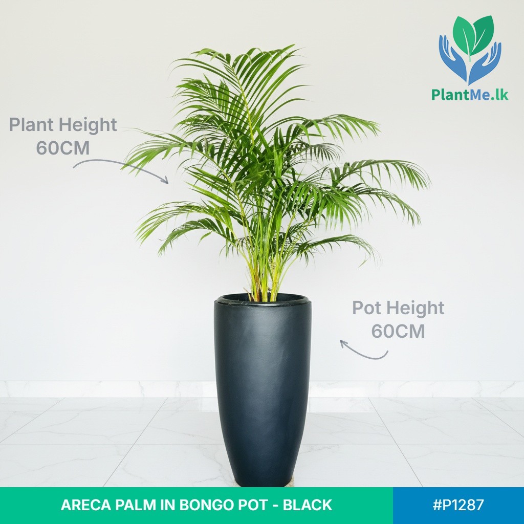 Areca Palm in Bongo Pot - Image 2