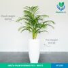 Areca Palm in Bongo Pot
