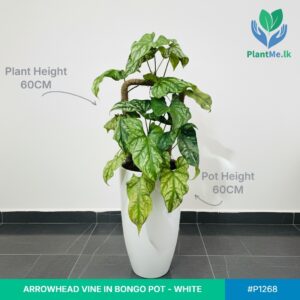 Arrowhead Vine in Bongo Pot