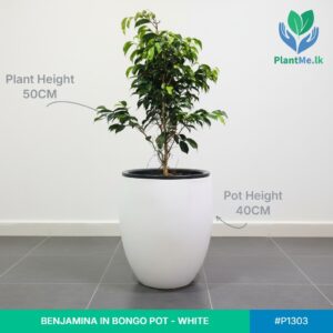 Benjamina in Bongo Pot