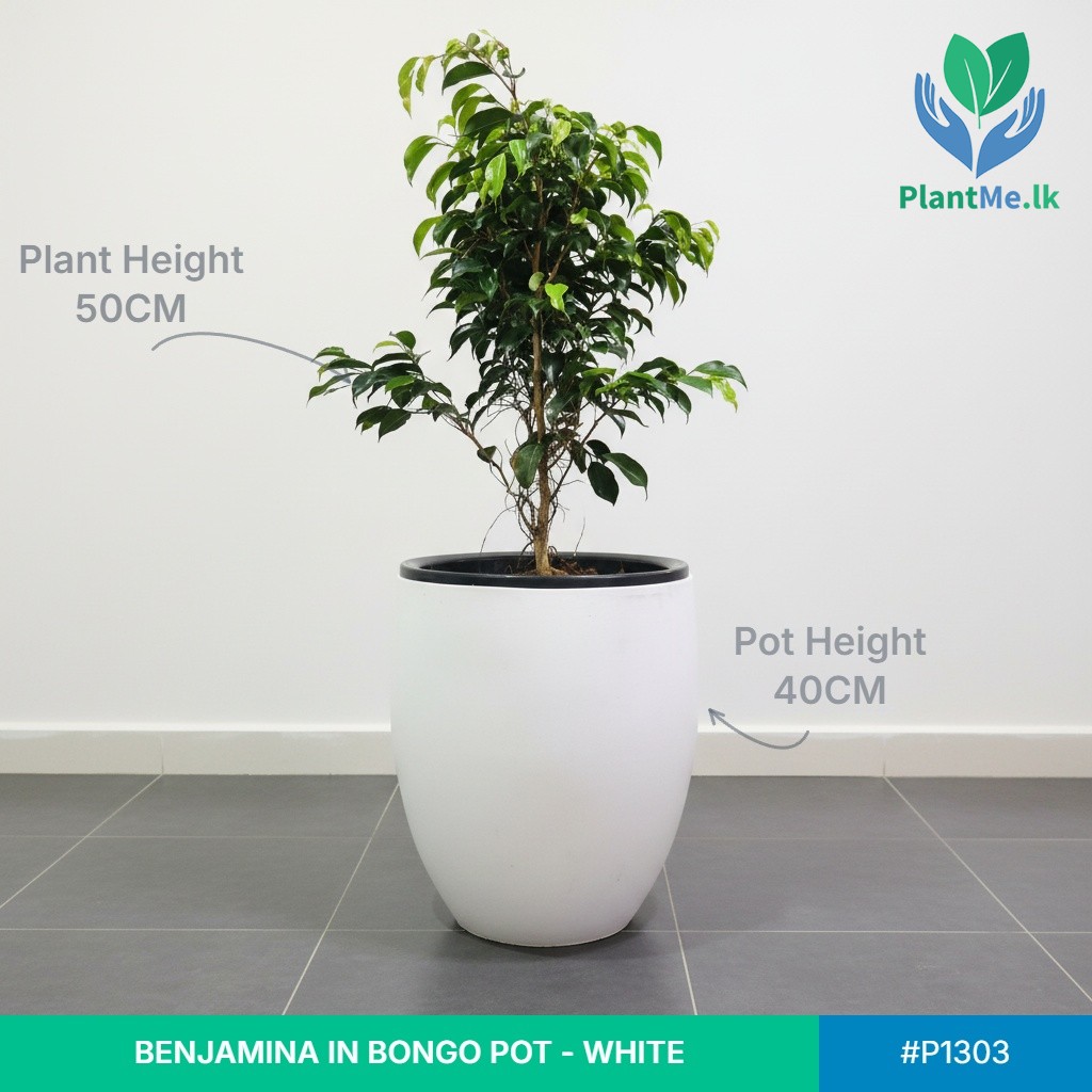Benjamina in Bongo Pot