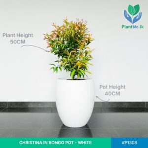 Christina in Bongo Pot