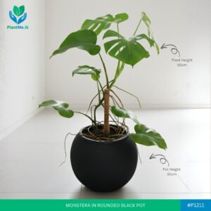 Monstera in Premium Rounded Pot