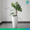 Monstera in Premium Bongo Pot
