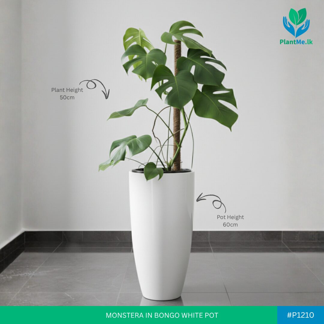Monstera in Premium Bongo Pot