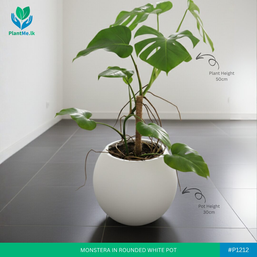 Monstera in Premium Rounded Pot - Image 2