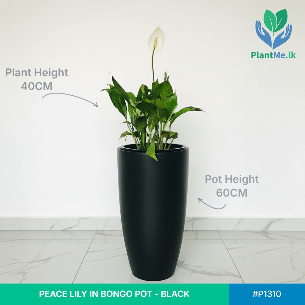 Peace Lily in Premium Bongo Pot - Image 2