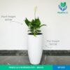 Peace Lily in Premium Bongo Pot