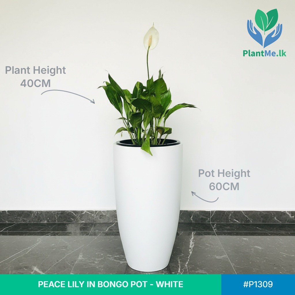 Peace Lily in Premium Bongo Pot