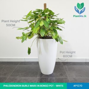 Philodendron Burle Marx in Premium Bongo Pot