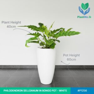 Philodendron Selloanum in Bongo Pot