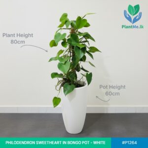 Philodendron Sweetheart in Bongo Pot