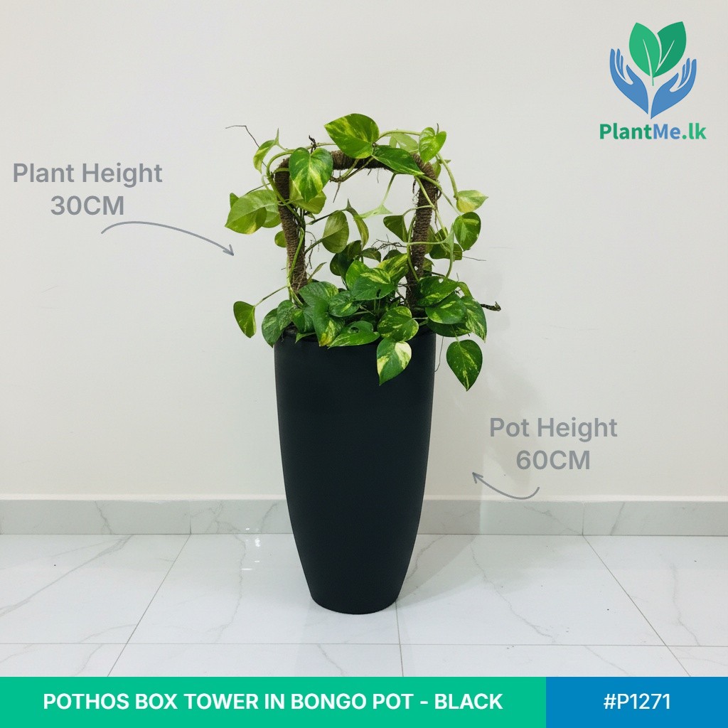 Pothos Box Tower in Bongo Pot - Image 2