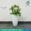 Pothos Box Tower in Bongo Pot