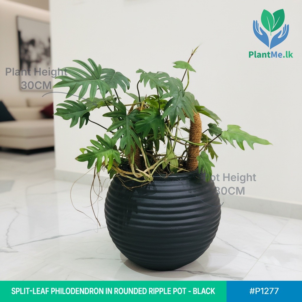 Split-Leaf Philodendron in Rounded Ripple Pot - Image 2