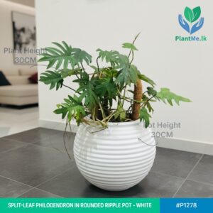 Split-Leaf Philodendron in Rounded Ripple Pot