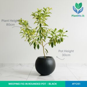 Weeping Fig in Rounded Pot