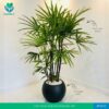 Lady Palm in Rounded Pot
