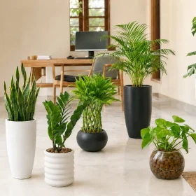 15 Best Indoor Plants for Sri Lankan Homes and Offices