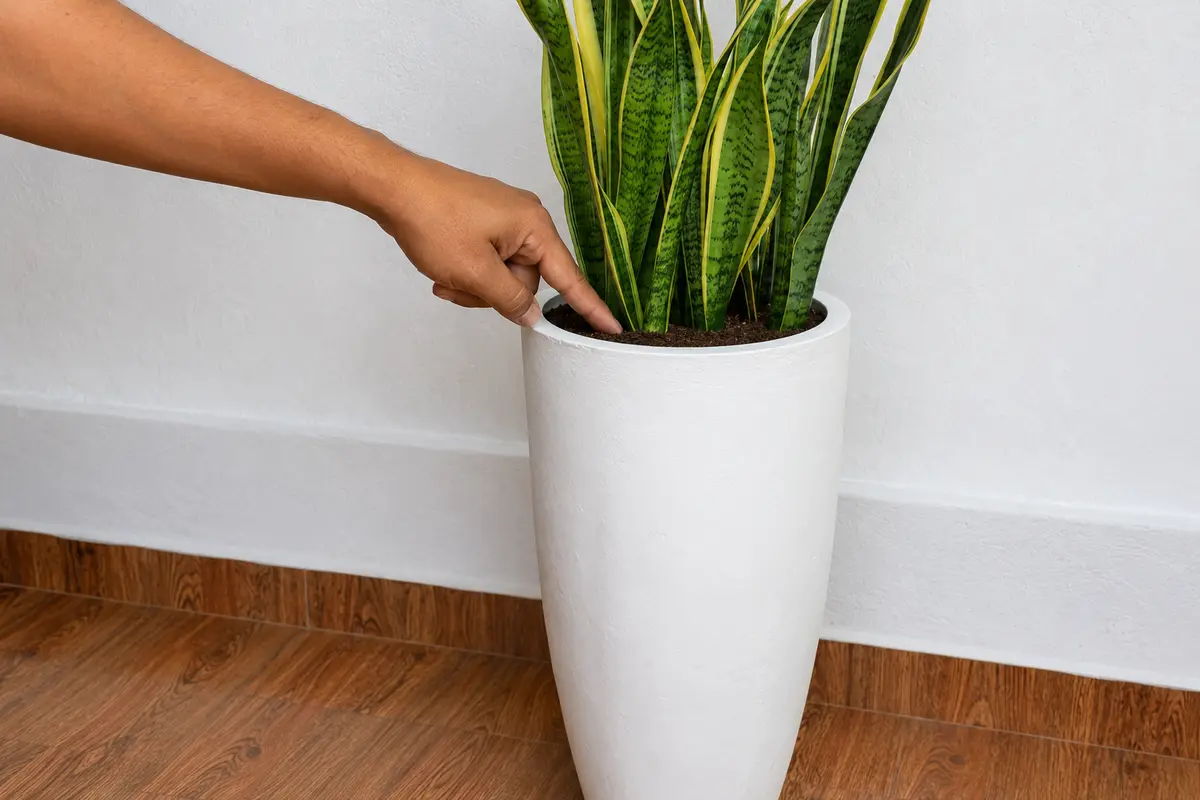 Person checking potting mix before watering an indoor plant