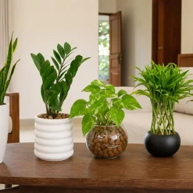 12 Low-Maintenance Indoor Plants for Sri Lankan Homes