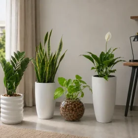 Best Low-Light Indoor Plants for Sri Lankan Rooms