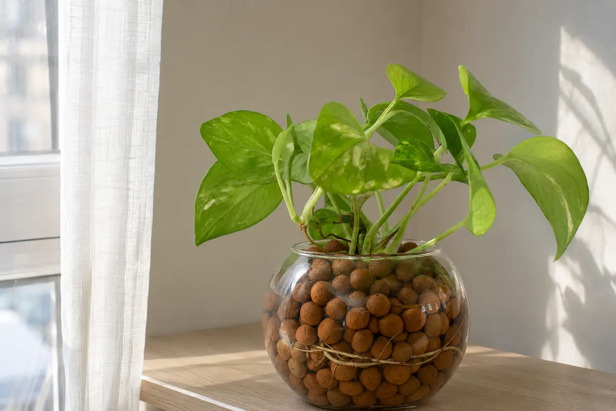 Pothos placement showing the direction of natural window light