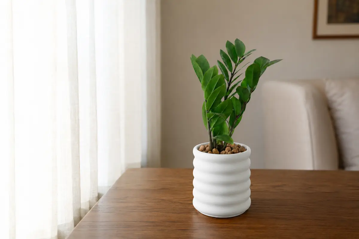 ZZ Plant positioned near soft indirect window light