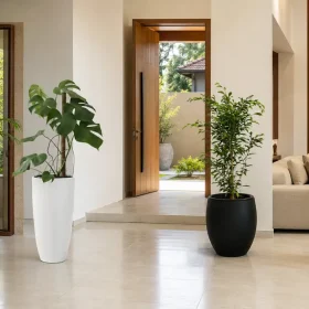 Best Large Indoor Plants in Sri Lanka